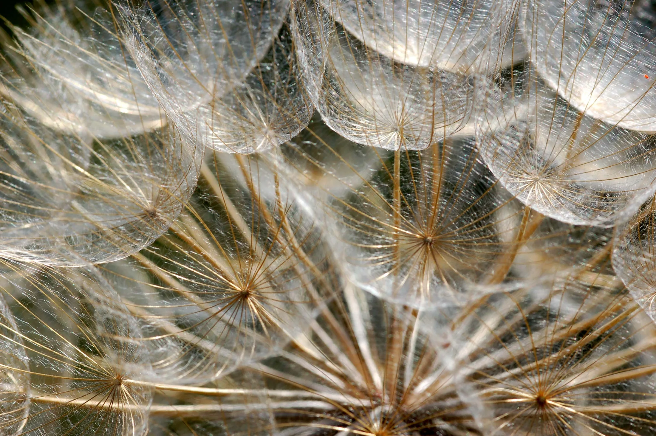 Flowers 11